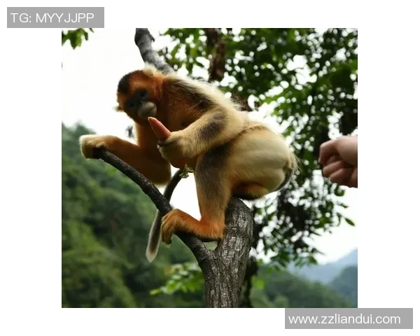 探秘跳水运动魅力与训练科学及竞赛策略全方位深度解析指南实用篇 探秘跳水运动魅力与训练科学及竞赛策略全方位深度解析指南实用篇